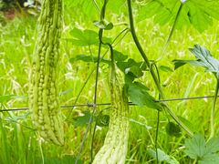 -星湖特色餐厅· 三岔湖环球融创天堂洲际酒店