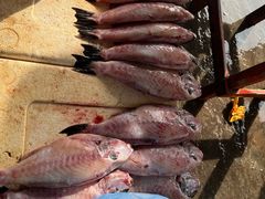 -尼甘布海鲜市场