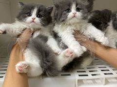 -lincat·猫舍(广州店)