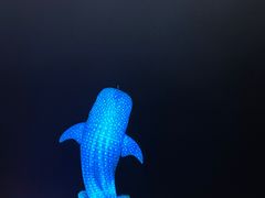 -珠海长隆海洋王国