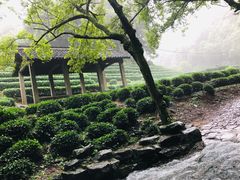 -龙井壹号·茶缘山景宴(龙井村店)