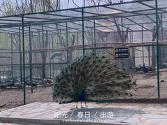 -沈阳鸟岛