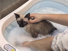 -PETKIT小佩宠物·低压洗护(国顺东路店)