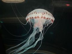 -香港海洋公园