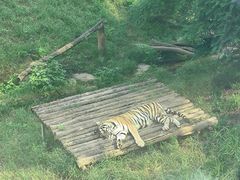 -大连森林动物园