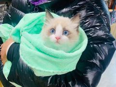 -欣宠猫屋·矮脚拿破仑·蓝金金渐层