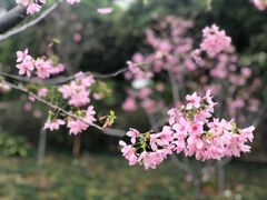 -狐尾山公园