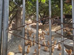 -满記土窑烧鷄波浪山莊