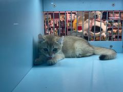 -FAELING PETS美天灵宠物(合生汇店)