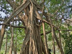 -中国科学院西双版纳热带植物园