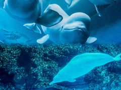 -珠海长隆海洋王国
