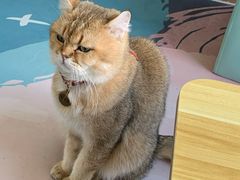 -猫在这儿猫咪咖啡馆·撸猫馆