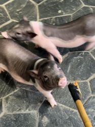 -Zoolung Zoolung动物主题公园(海信广场店)