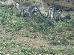 -杭州野生动物世界