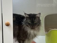 -青奢宠物·青奢猫舍