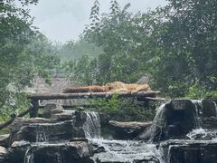 -北京野生动物园