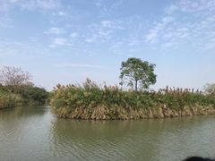 -大湾区中央湿地公园