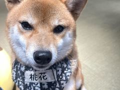 -逗柴咖啡屋·狗咖猫咖宠物桌游