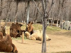 -北京野生动物园
