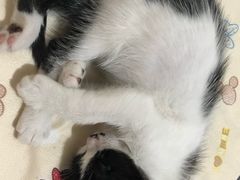 -艾贝尔宠物诊疗