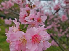 -王借岗森林公园