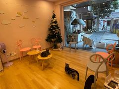 -猫咪派对(江南西店)