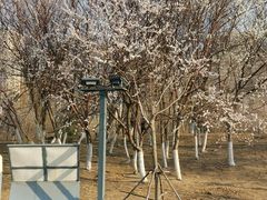 -长白岛森林公园