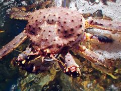 -蟹之国·精品蟹料理(极地店)