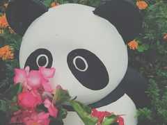 游乐设施-成都大熊猫繁育研究基地