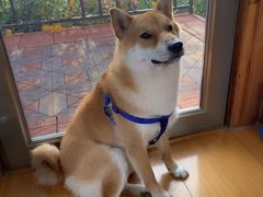 -宠物寄养训练学校