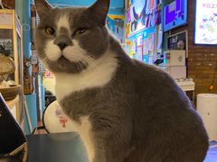 -猫小院猫主题咖啡厅(北锣店)