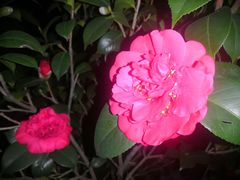 -深圳国际园林花卉博览园