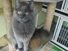 -东方名猫馆·英短金渐层布偶猫舍(环线广场1号楼店)