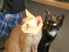 -Heymao猫咖.咖啡厅(东门店)
