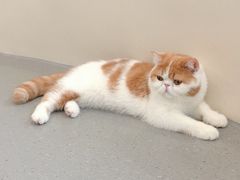 -飞行喵MR PILOT|猫舍·猫咖(静安大融城店)