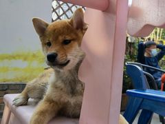 -柴犬高等学院·狗咖·柴犬售卖·宠物训练