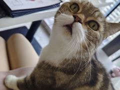 -喵园·猫主题咖啡厅·撸猫·猫咖(国贸店)