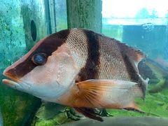 -东江港海鲜城(广雅花园别墅区店)