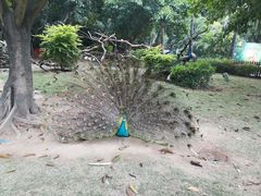 -广州长隆飞鸟乐园
