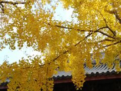-上海青龙寺
