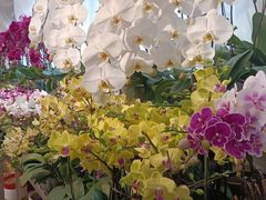-双季花艺园艺市场(浦东店)