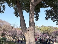 -无锡梅园公园