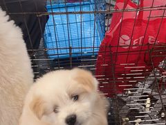 -桂林市花鸟市场