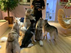 -Husky Go! 哈士奇体验馆·宠物咖啡厅狗咖
