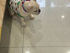 -思琪宠物医院(昆山花桥店)