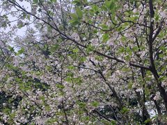 -武汉大学-樱园