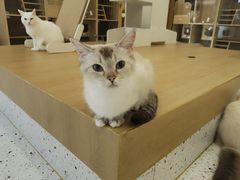 -猫域·湾主题猫咖·宠物吧(南坪城市广场店)