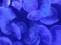 -海合安武汉极地海洋公园
