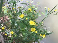 -黄花溪