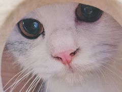 -喵的天空名猫咖啡馆·撸猫·猫舍·用品